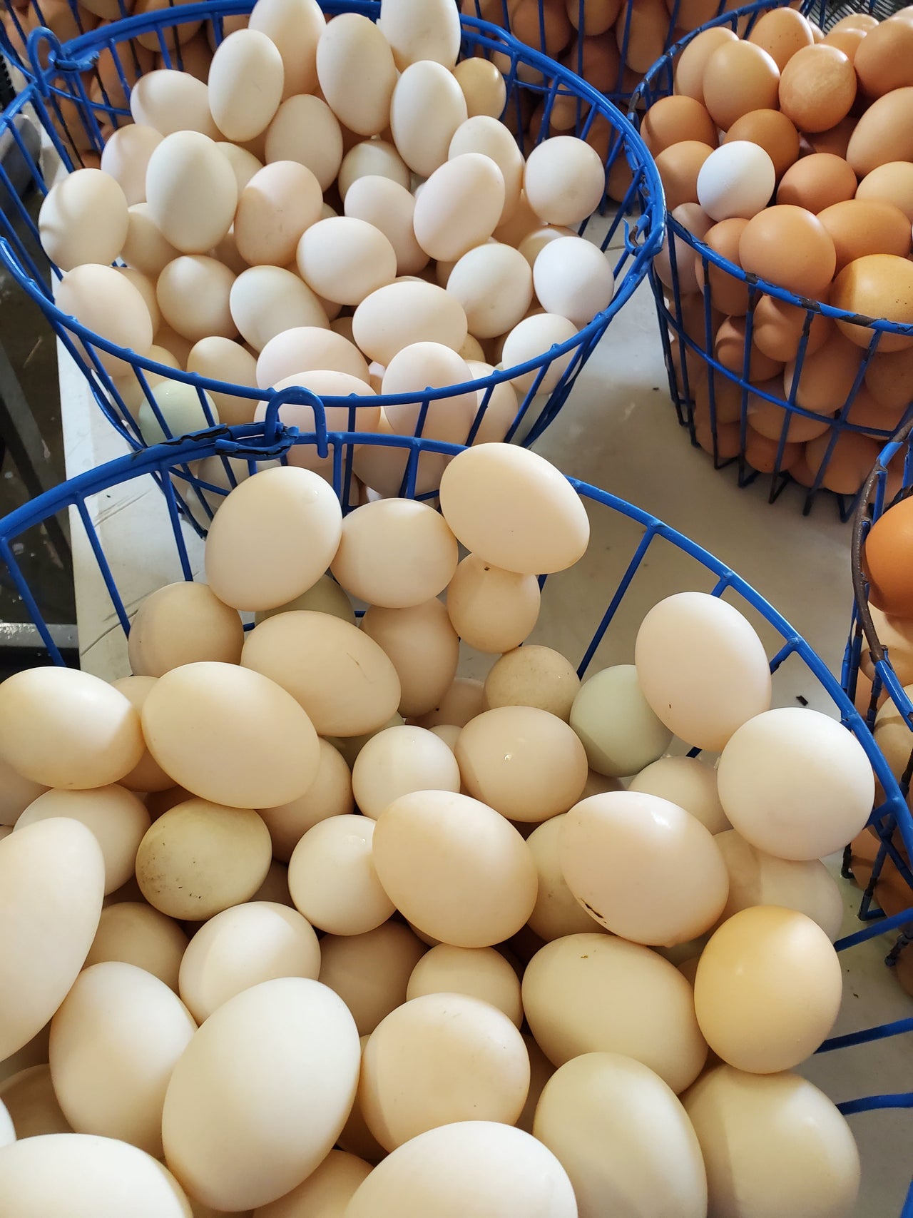 1 1/2 Dozen Pastured Duck Eggs, (1 Case Of 18 Eggs) - Circle C Farm
