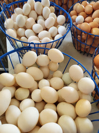 Thumbnail for 1 1/2 Dozen Pastured Duck Eggs, (1 Case Of 18 Eggs) - Circle C Farm