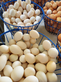 Thumbnail for 1 1/2 Dozen Pastured Chicken Eggs, (1 Case Of 18 Eggs) - Circle C Farm