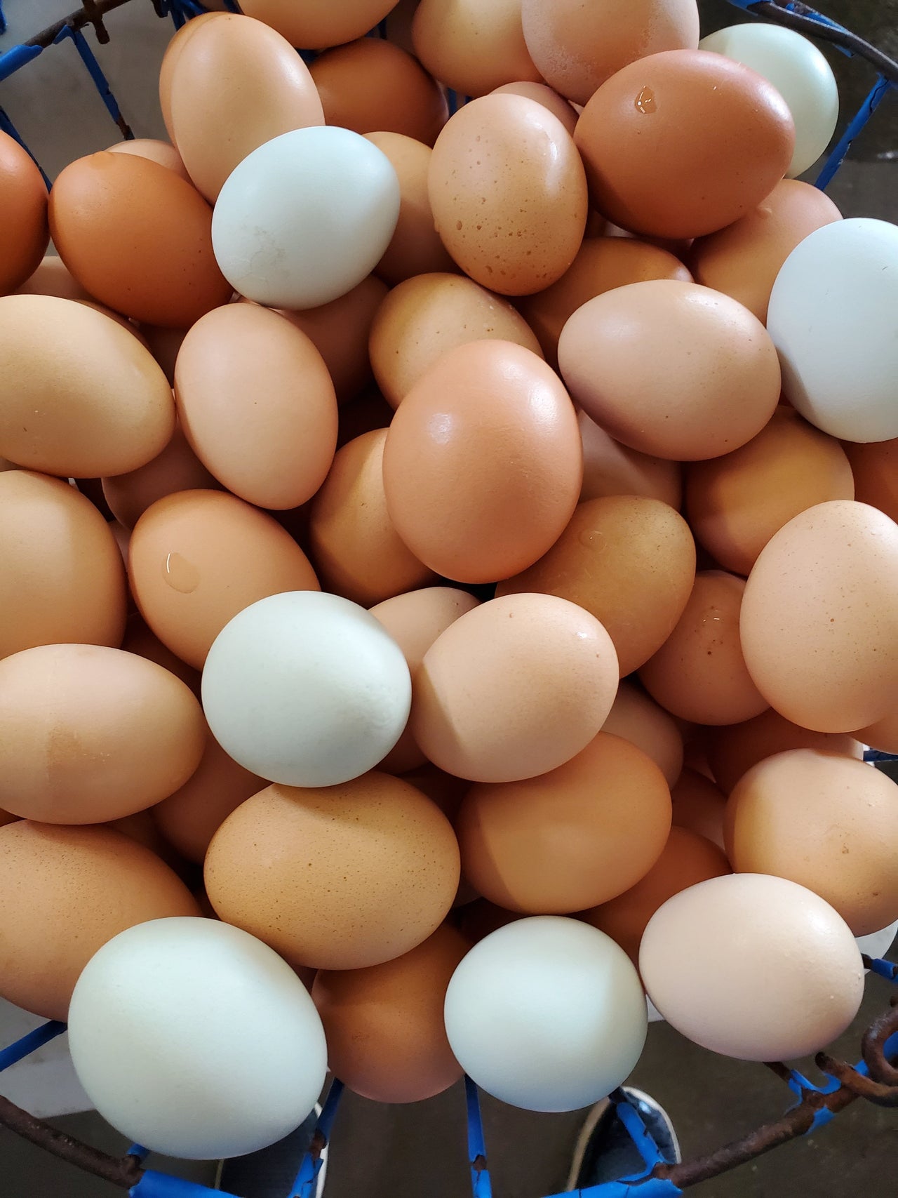 1 1/2 Dozen Pastured Chicken Eggs, (1 Case Of 18 Eggs) - Circle C Farm