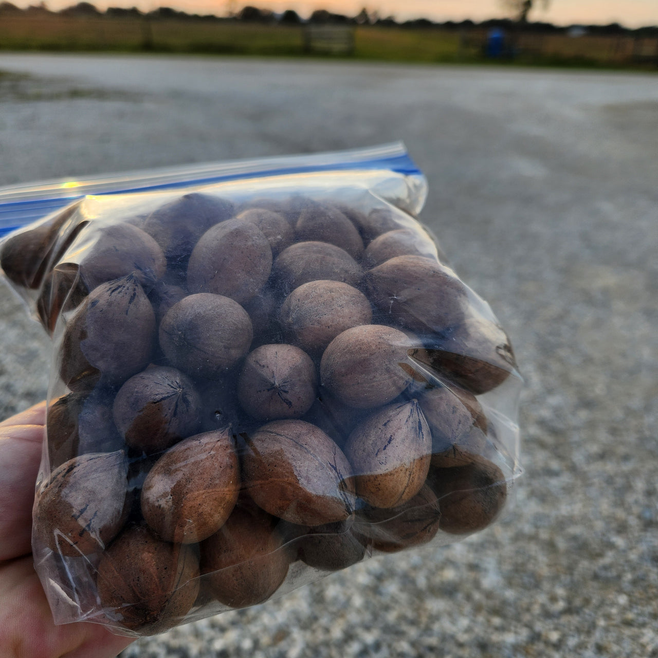 Elliot Pecans Freshly harvested from an Alabama Farmer we know