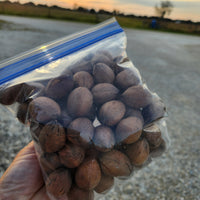 Thumbnail for Elliot Pecans Freshly harvested from an Alabama Farmer we know
