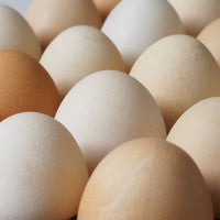 Thumbnail for Ave Maria / Locals Only Community Delivery: Pasture Raised Chicken Eggs